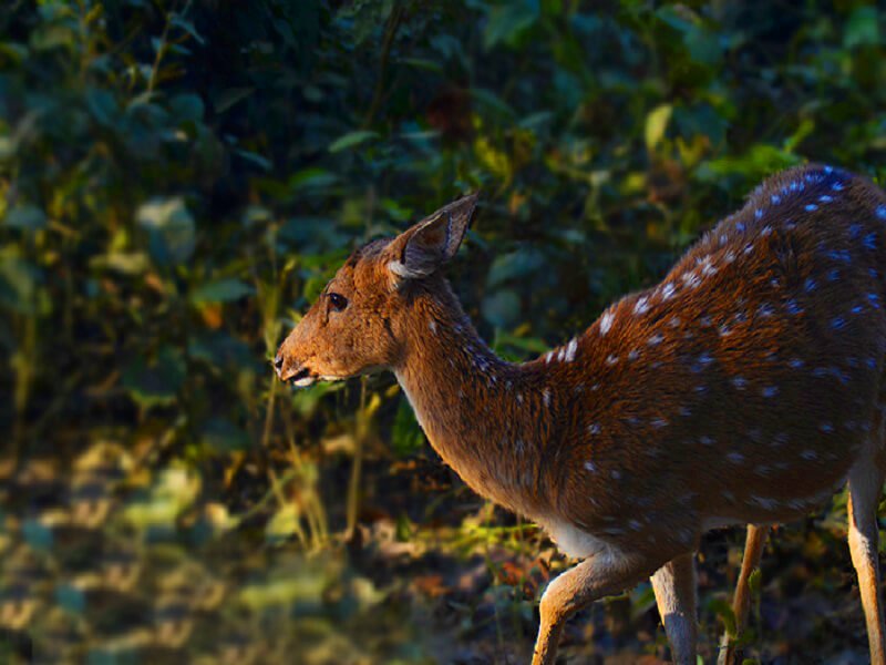 3 Day Forest Explorer Tour